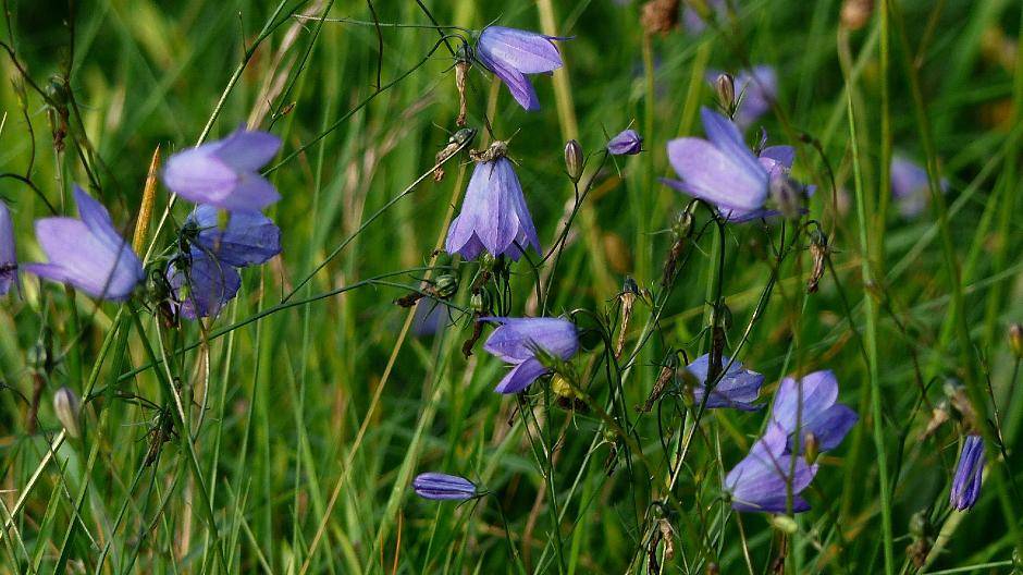  Erfahren Sie, was Sie im eigenen Garten, Vorgarten und auf dem Balkon für Insekten tun können. 