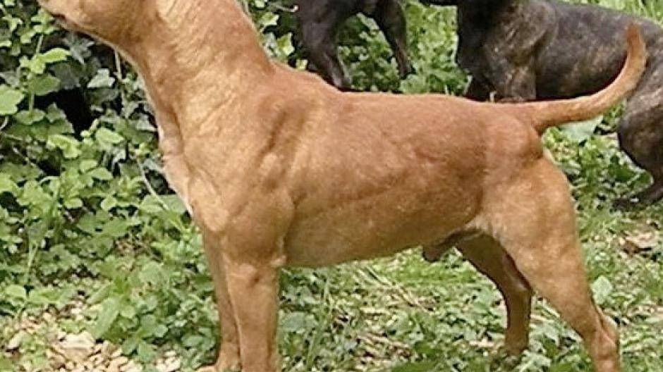 Kampfhund-Alarm im Krefelder Westen