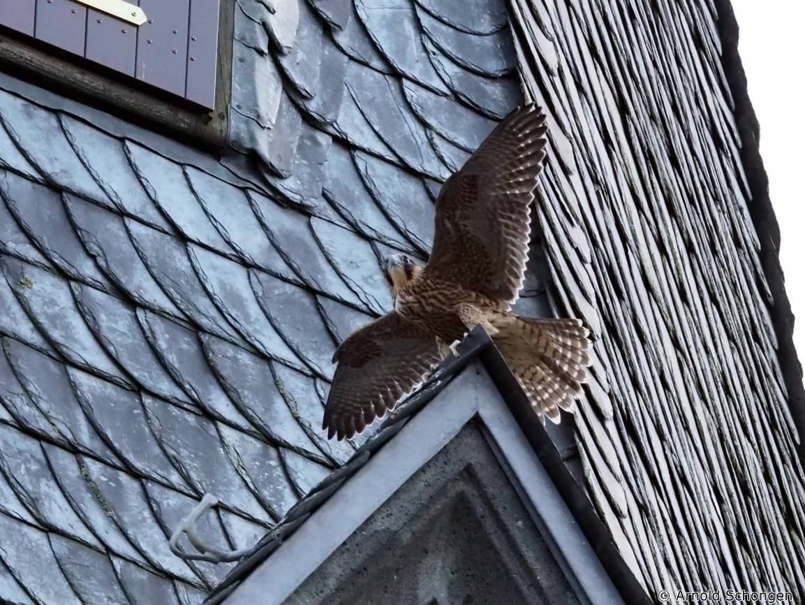 Falken auf dem Kirchturm St. Marien: Der "verlorene Sohn" ist zurück