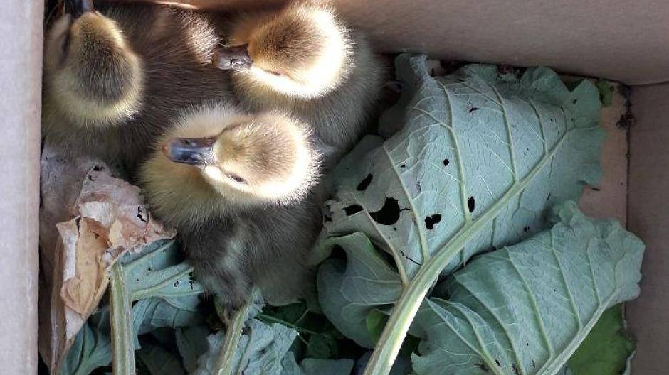 Polizei rettet Küken