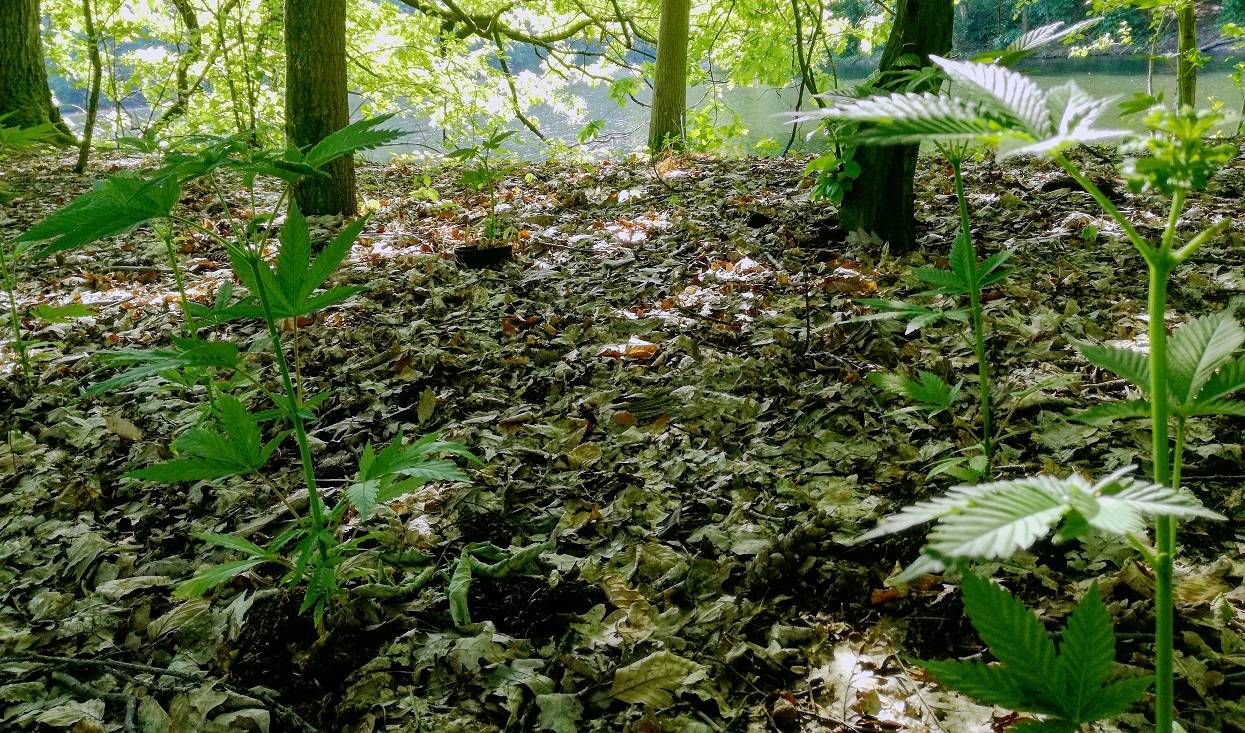 Cannabis auf 1000 Quadratmetern: Drogenplantage auf Insel im Stadtwaldweiher