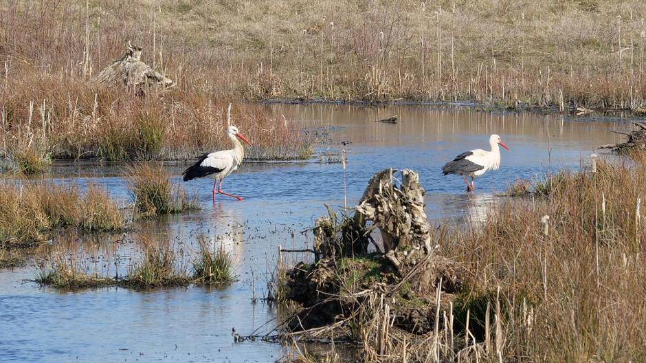  Die beiden Störche am Landwehrbach. 