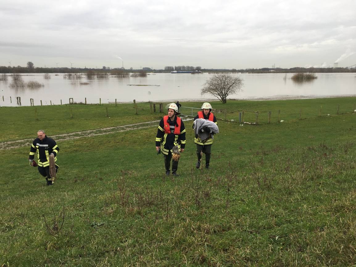 Hochwasser: Feuerwehr Voerde rettet Reh