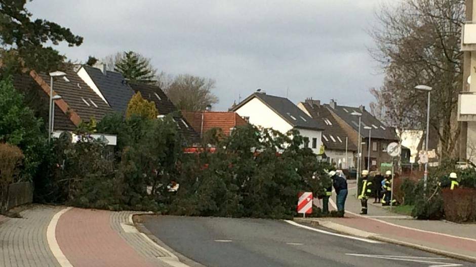  Zahlreiche Bäume fielen dem Sturm bisher zum Opfer, so wie hier in Repelen. 