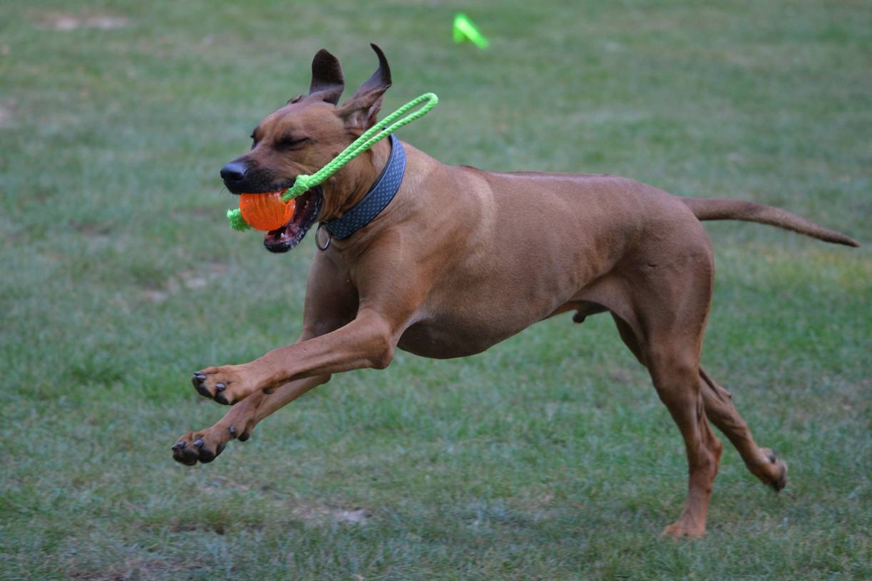 Crazy Dogs Niederrhein startet jetzt in Moers durch