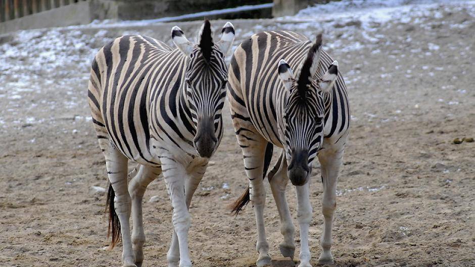  Leben eigentlich in Afrika: Trotzdem sind Zebras im Zoo auch an Wintertagen draußen. Wie machen sie das? 