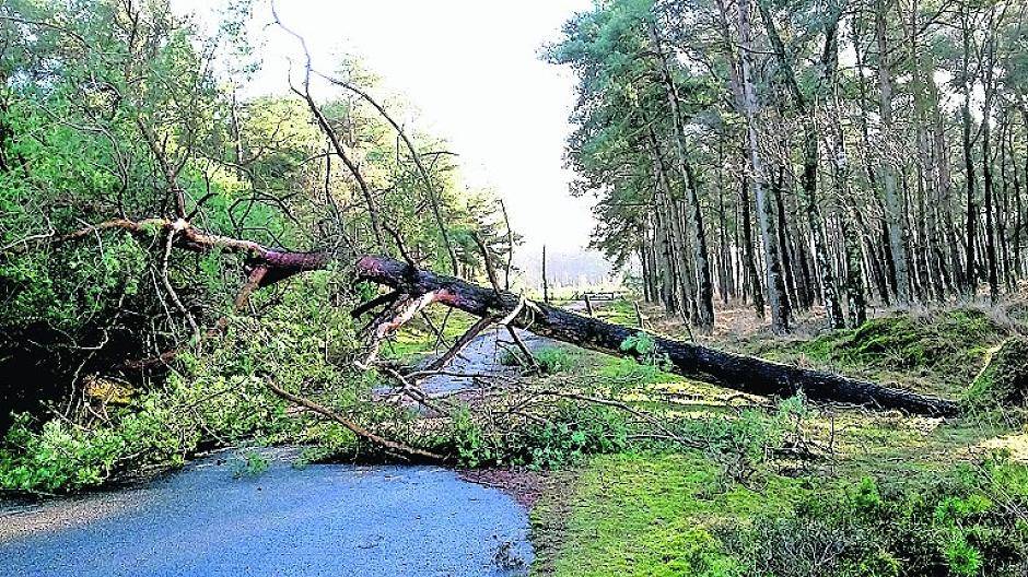 Dieser Weg war durch einen umgestürzten Bäume unpassierbar. Im Brüggener Depot kann man jedoch weiter spazieren gehen.