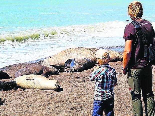 Frühstück mit See-Elefanten