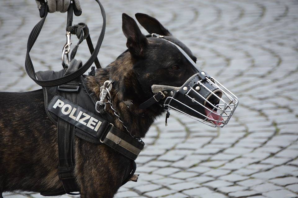 Polizeihund "überführt" betrunkenen Autofahrer (48)