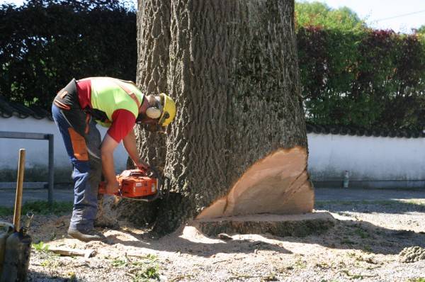 Die Kettensäge hatte in den vergangenen zwei Jahren in Duisburg Hochkonjunktur.
