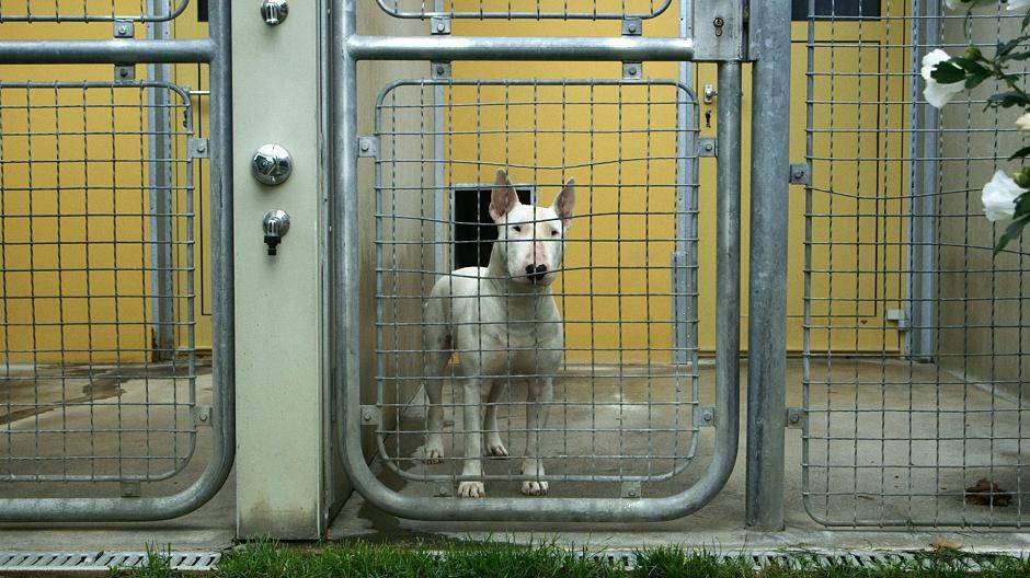 „Tiere und andere Menschen“ von Flavio Marchetti zeigt das Wiener Tierschutzhaus. Die Arbeiterinnen dort sind hin- und hergerissen zwischen Nacken kraulen und Hals fixieren ...