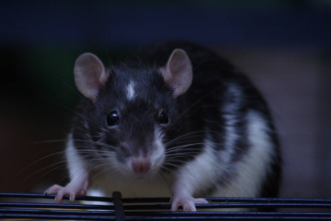 Stadt zählt 40 "Problemhäuser" in Krefeld