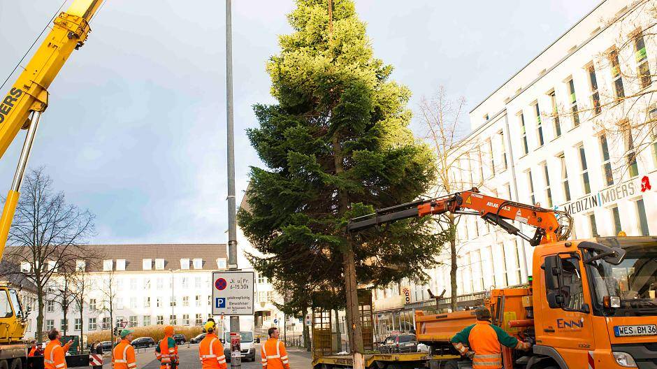 17 Meter hoher Weihnachtsbaum