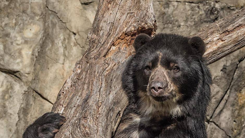 Fühlt sich in der amerikanischen Hauptstadt anscheinend pudelwohl. 