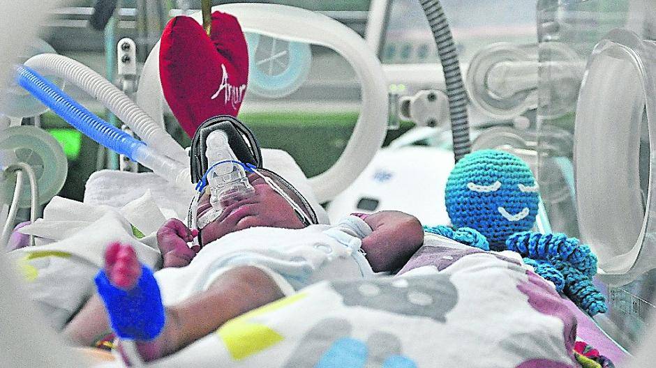 Der kleine Anur hat seit seiner Geburt am 11. Oktober schon über 500 Gramm zugelegt. Ihm zur Seite liegt eine der gespendeten Stoff-Kraken. Foto: Penzel