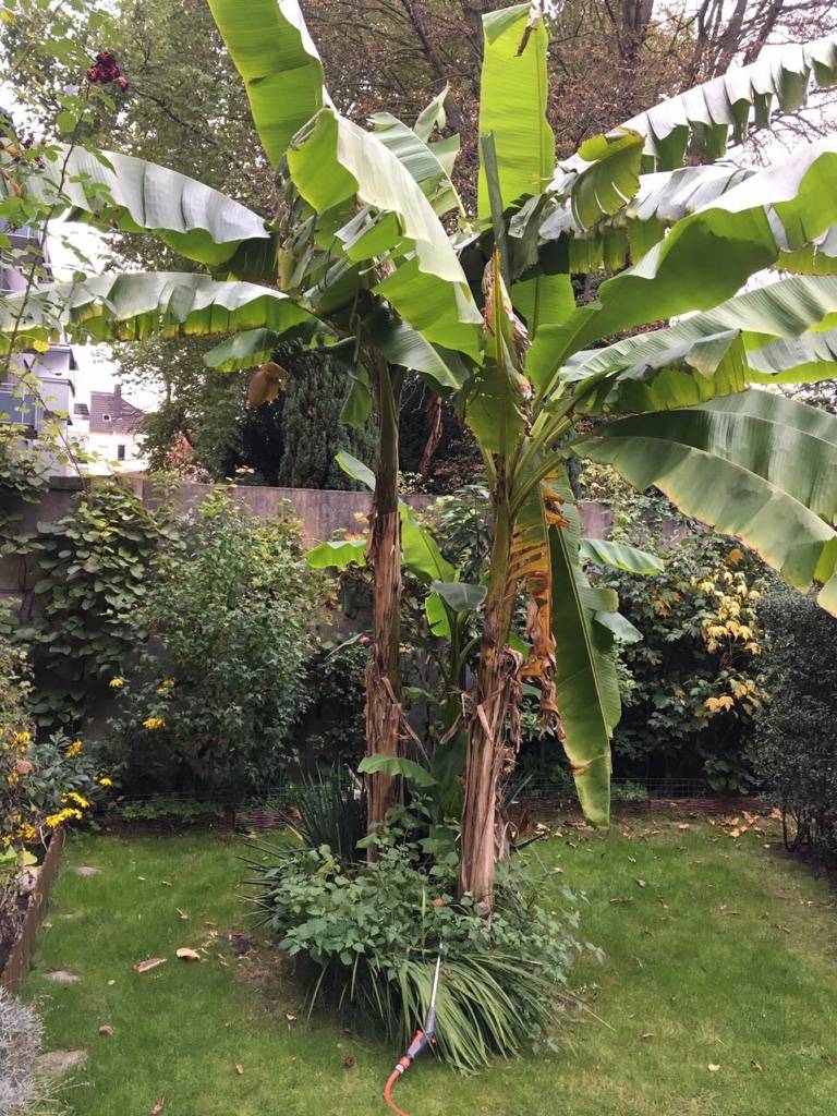  Mit ihren großen Blättern beansprucht die Bananenstaude einiges an Platz. 