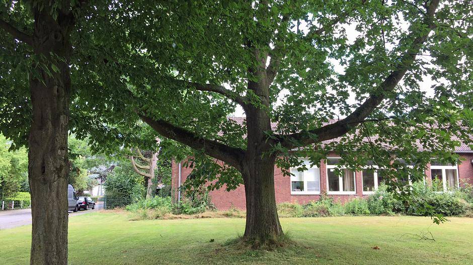Pilzbefall bei Rot-Eiche