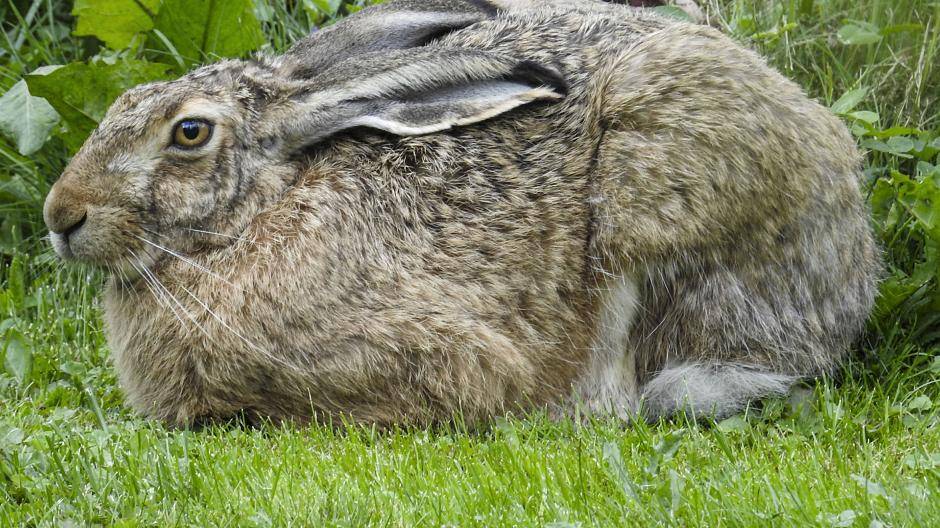  Auch der Feldhase steht auf der Roten Liste. 
