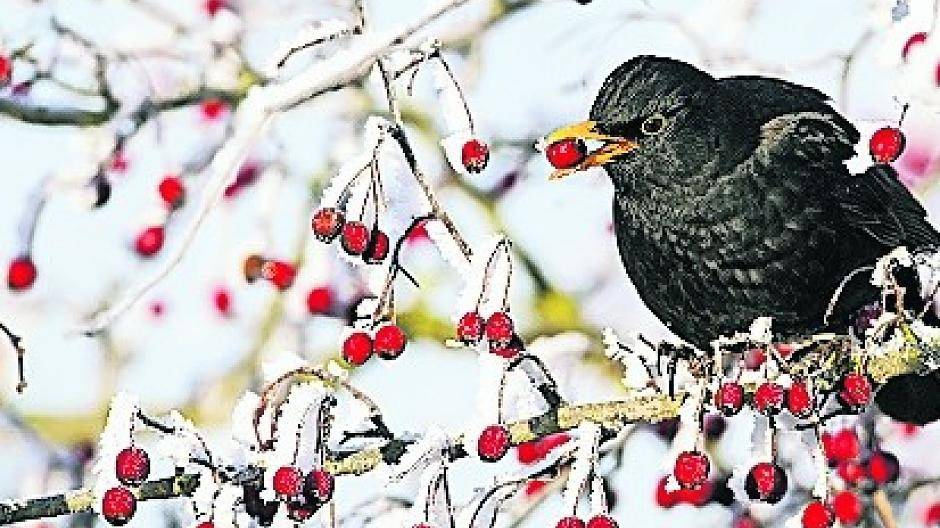 Die Stunde der Wintervögel