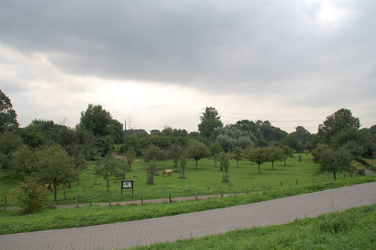 Die Rheinaue in Friemersheim wird auch Ziel des Bürgerspaziergangs sein.