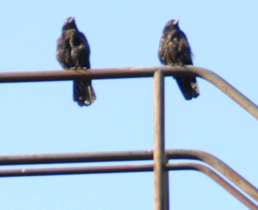 Ob die beiden auch Sandburg...