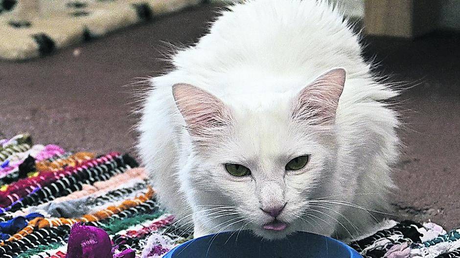 Katze Poldi fühlt sich im Tierheim an der Lehmstraße in Neuenkamp ganz wohl. Hier gibt es Ruhe, Menschen, die sich um die Tiere kümmern und Futter zum satt werden.