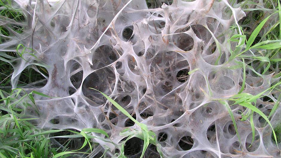 Gespinstmotten: am besten absammeln!