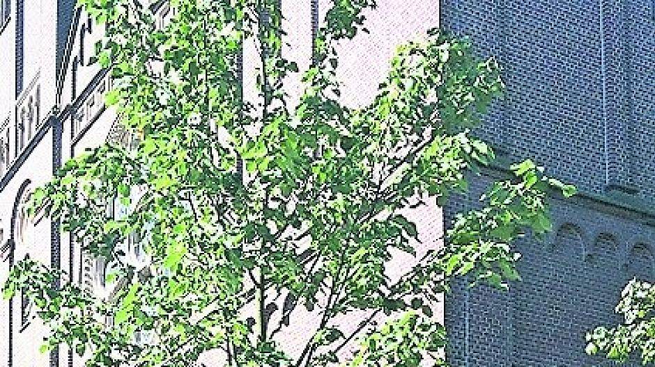  Fotos: Stadt Nettetal  