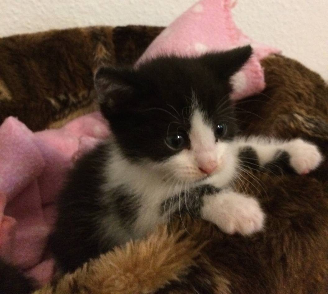  Lilly hat überlebt, ist mittlerweile wohlauf und sucht ein neues, liebevolles Zuhause. 