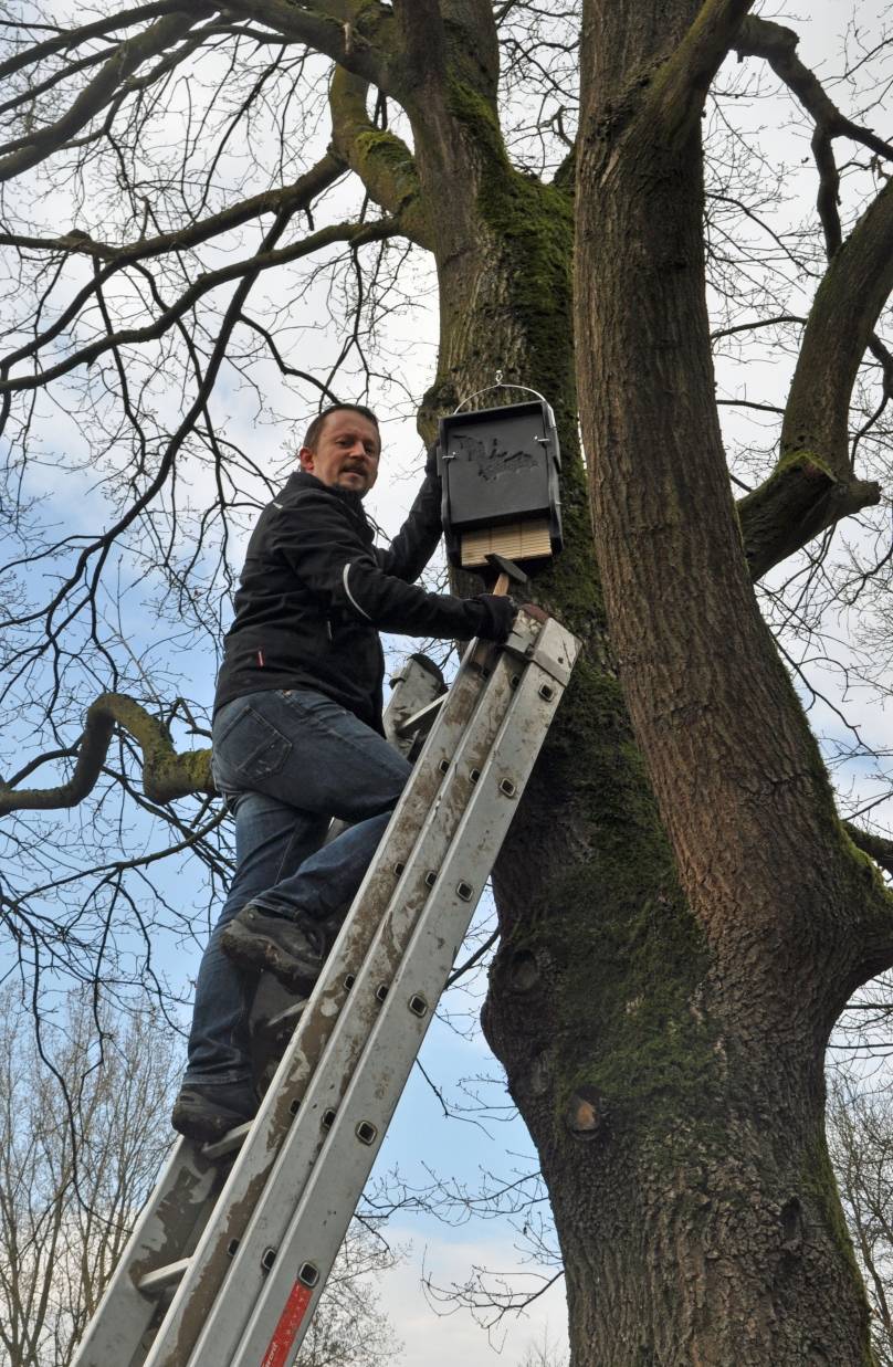 Fledermäuse haben an der Aumühle Sommerquartiere