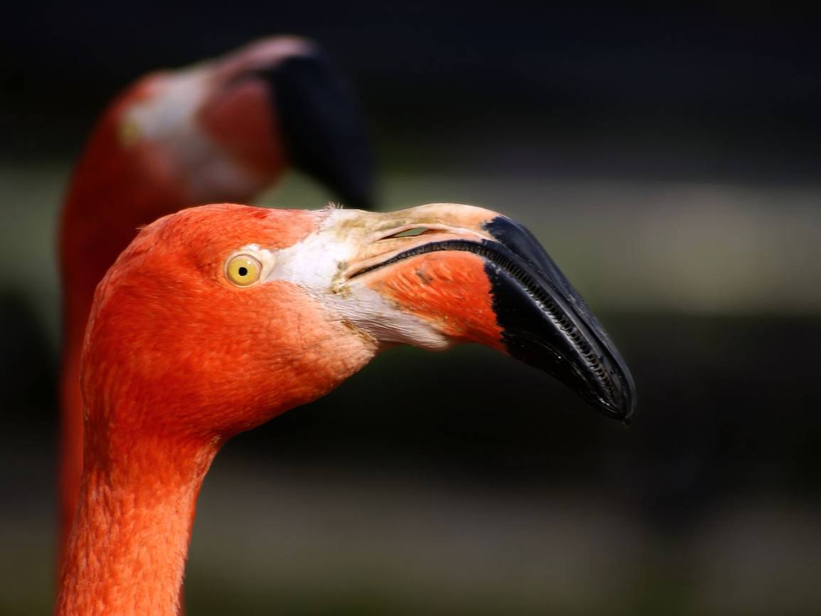  Peta wirft den Zoos Tierquälerei gegenüber (unter anderem) Flamingos vor. 