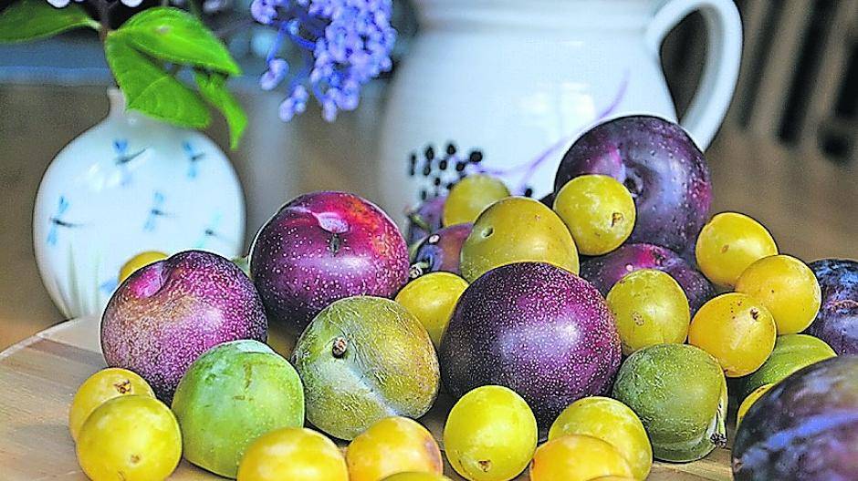  Jetzt ist Hochsaison für Pflaumen. 