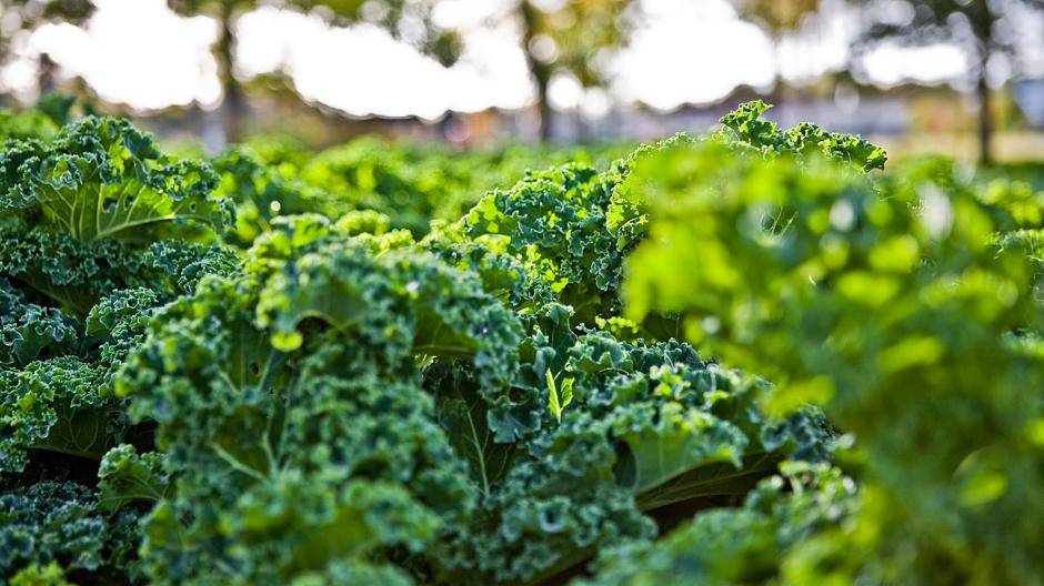 Zurzeit feiert der Grünkohl auch als gesunde Zutat in modernen Smoothies eine neue...