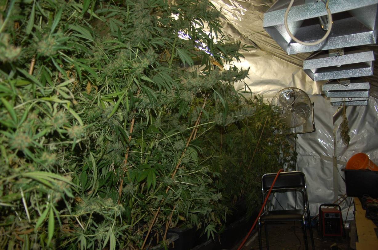 Nach Wohnungseinbruch Cannabisplantage gefunden