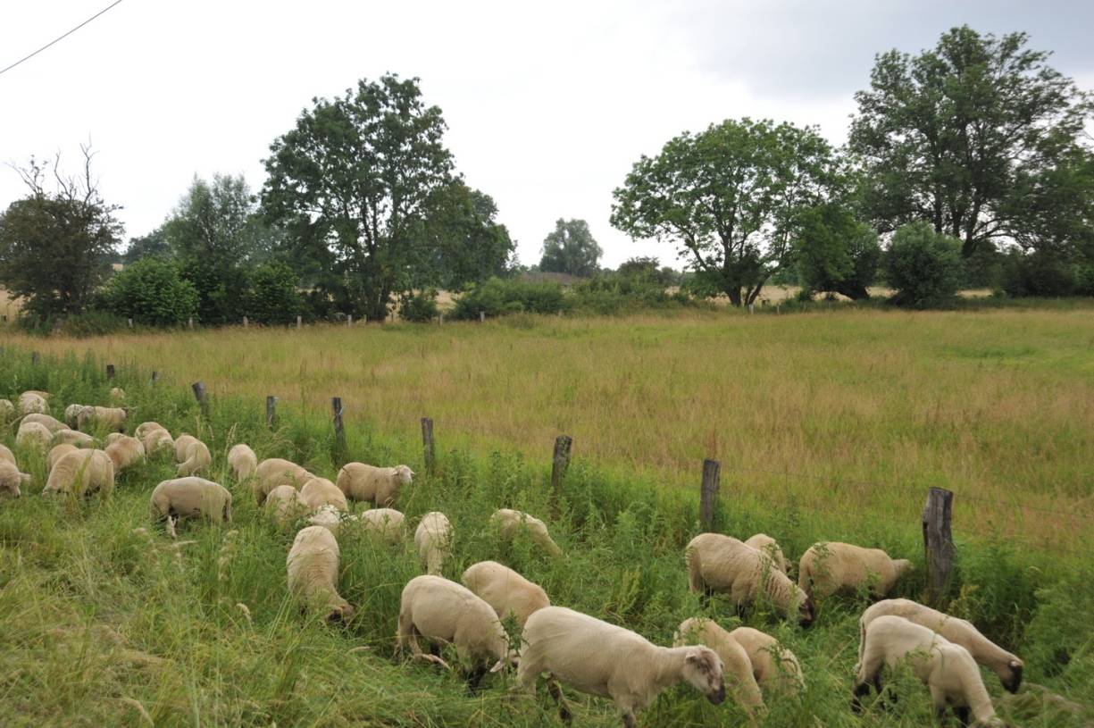  Im Kindergarten gibt es auch eine Wand mit zwölf kleinen Papierschafen und Namen darauf. So wollen die Kinder „ihre“ Schafe benennen. „Das dürft ihr auch!“, versicherte Hölz den kleinen Spendern und versprach, dass er nach Übergabe der Schafherde mit zwölf Fotos und den entsprechenden Namen den Kindergarten wieder besuchen wird. Bis dahin müssen die Vettern vom Niederrhein in Walsum als Fotomotiv herhalten. 