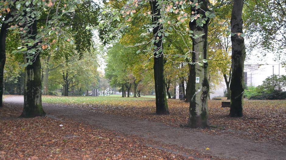 112 Bäume sollen für die Neugestaltung des Kantparks gefällt werden.