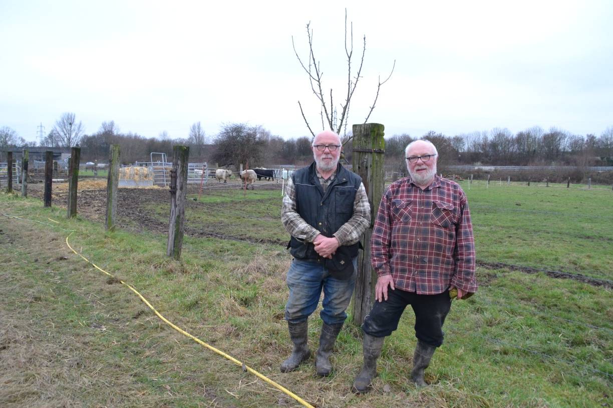 Galloways aus Asterlagen