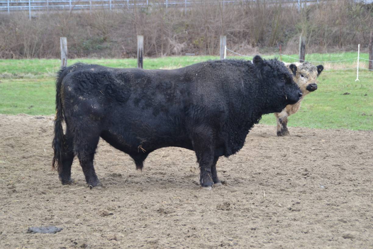  Der zehn Jahre alte Leitbulle „Nord“ muss den Jungbullen regelmäßig signalisieren, wer der „Chef“ ist. Rund 1000 kg bringt er auf die Waage.  