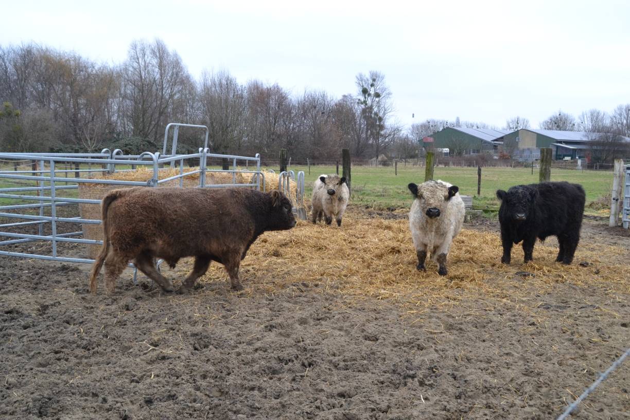 Die Galloway-Züchter von Asterlagen mögen eine „bunte“ Herde, daher gibt es braune, weiße, schwarze und gescheckte Rinder. Im Bild ein paar Jungbullen.