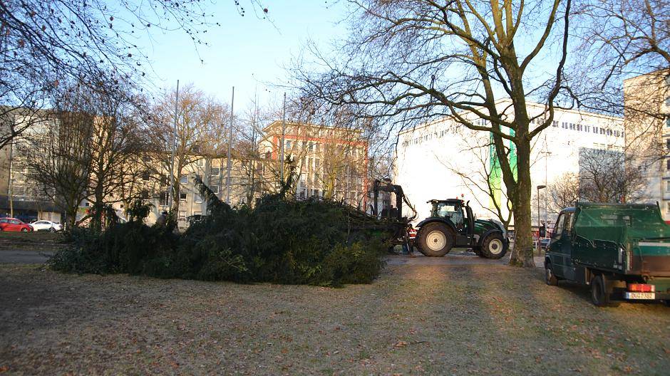 Im Kantpark fallen die Bäume