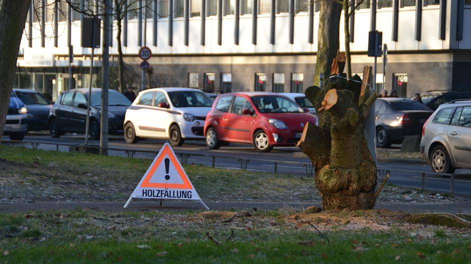 Viele Bäume sind bereits...