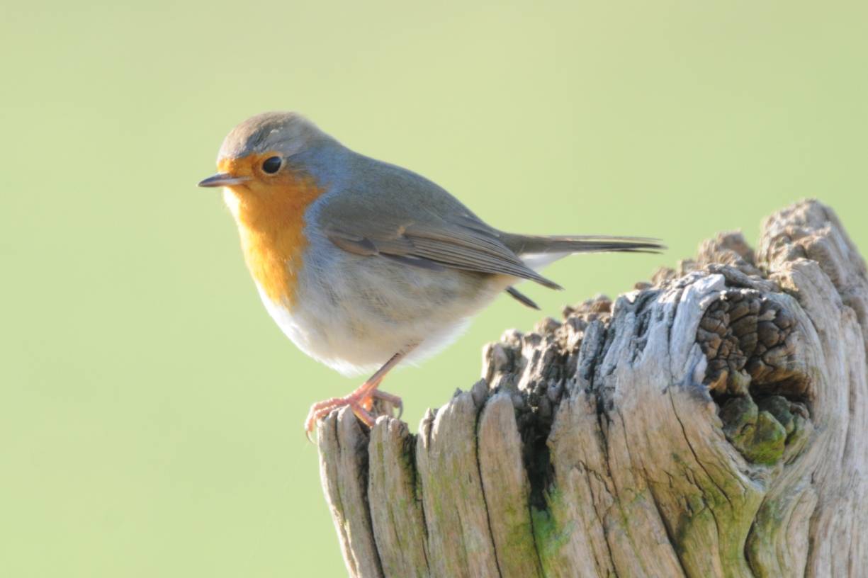 Stunde der Wintervögel