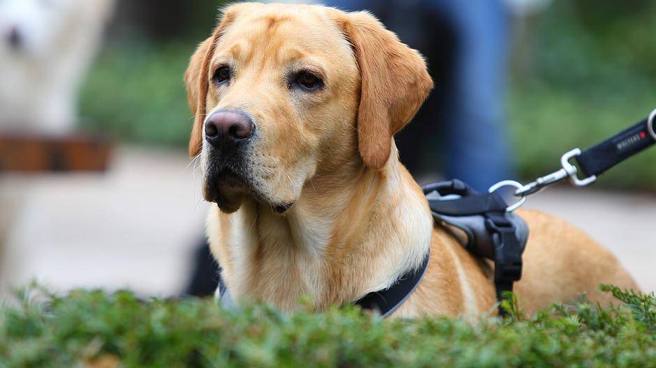Hunde und Halter im Test
