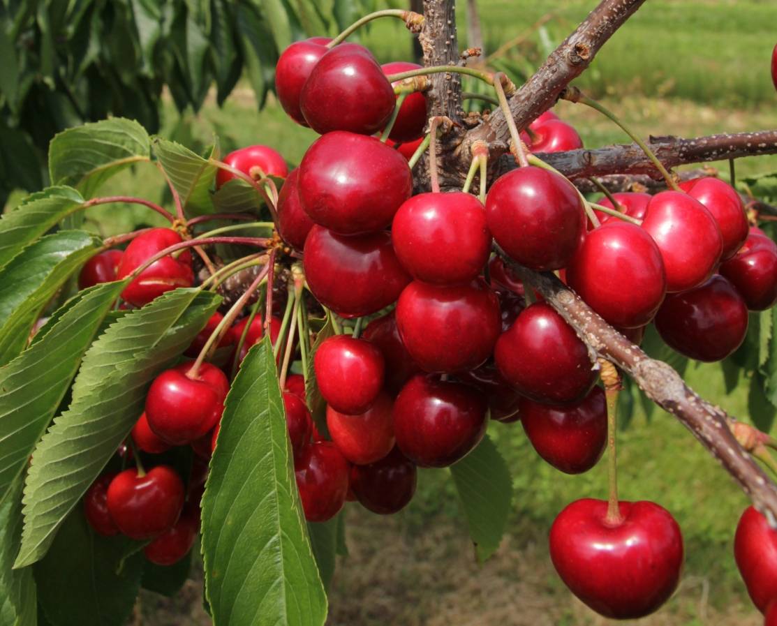  Frisch gepflückte Kirschen aus der Region: süßer Genuss ohne Reue. 