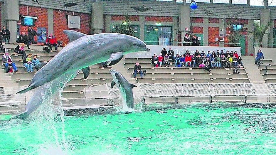 Am frühen Mittwochmorgen waren schon die ersten Gäste bei der Präsentation der Duisburger Delfine da. Auch wenn Dobbie selbst noch nicht mitmacht, schaute das Delfinbaby doch schon zu, was die großen Tümmler da so treiben. 