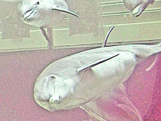  Im Familienverband wird das Delfinarium erkundet: So lernt Dobbie alles kennen. 