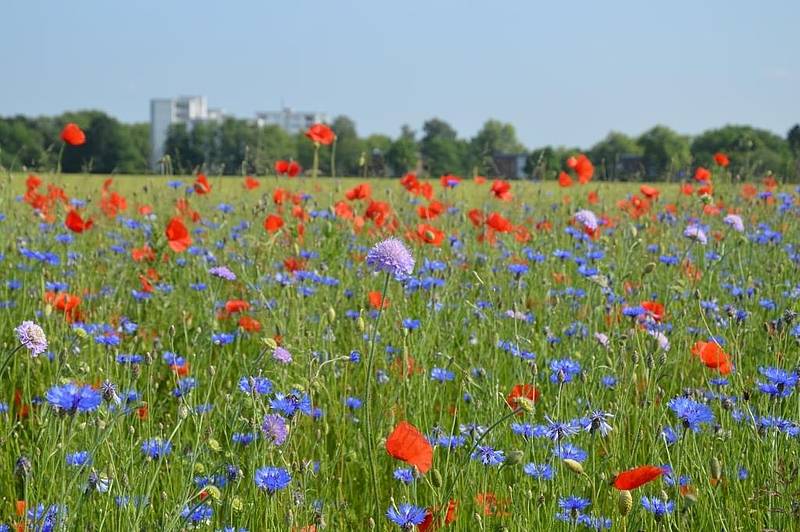  Kreisbauernschaften Krefeld-Viersen macht mit!: Bunte Schilder geben Infos am Feldrand