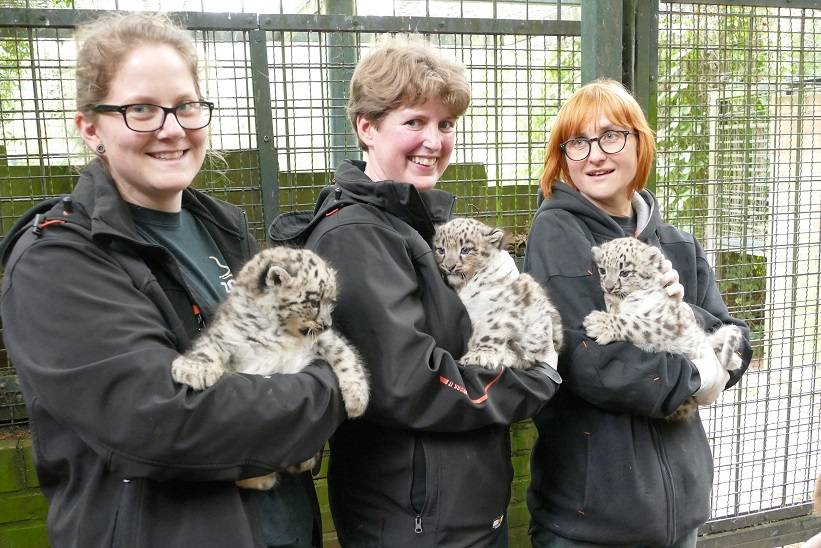 Krefelder Zoo zeigt Schneeleoparden-Nachwuchs