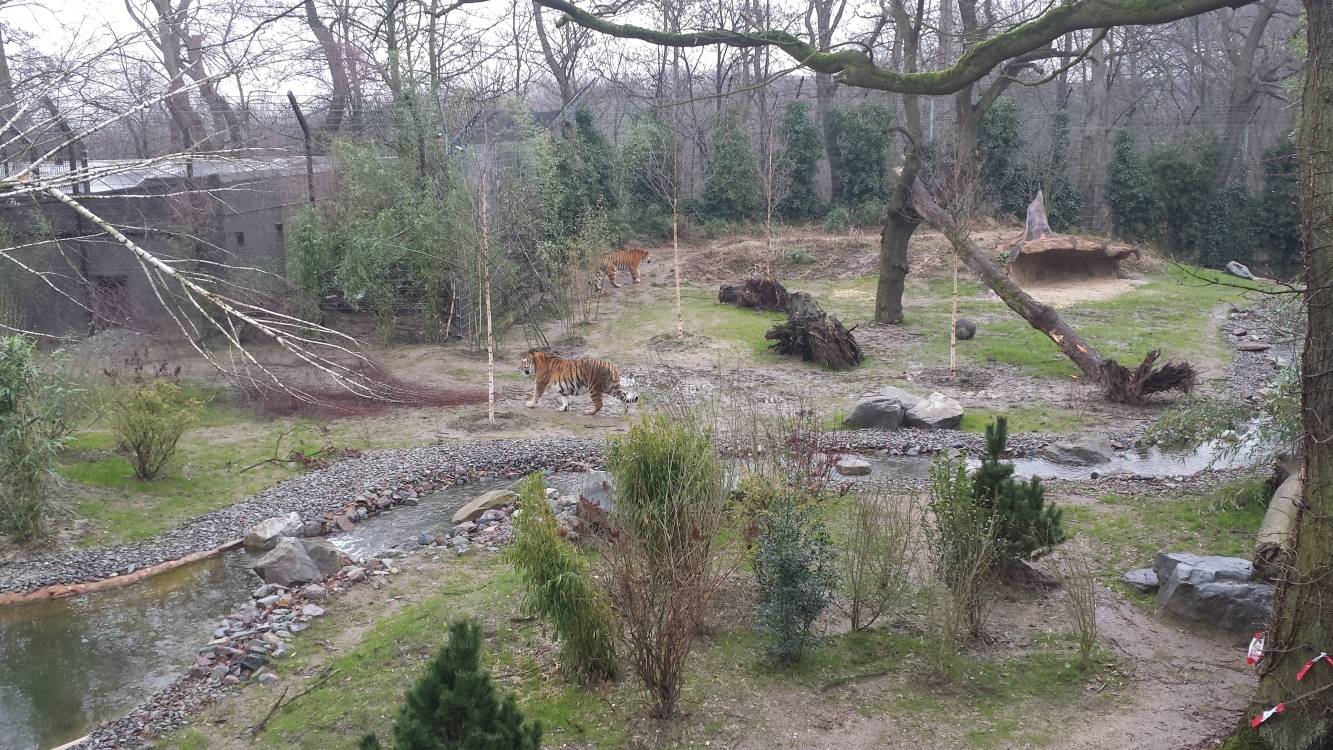 Blick über das große Außengehege mit Dasha und El-Roi. Aber fragen Sie jetzt nicht, wer wer ist ...