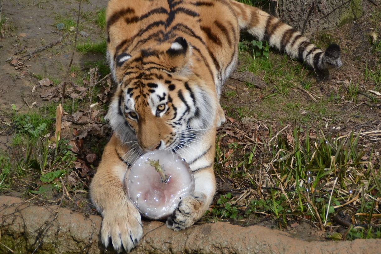 The Ice of the Tiger